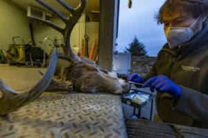 Mass Wildlife Deer & Moose Biologist Martin Feehan prepares to insert a cotton swab into the nose of a dead 140-pound deer buck, found in Needham, to test it for the presence of the COVID-19 virus. Deer across the country have been found to carry COVID-19.