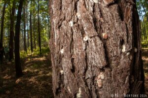 Characteristic "pitch tubes" of a recently attacked pine tree. Blobs of resin are where the tree tried to expunge the boring insects.