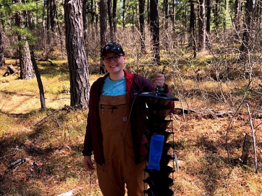 UNH Ph.D. student Caroline Kanaskie holds a beetle trap. Kanaskie discovered Southern Pine Beetles in New Hampshire and Maine.