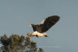 A photo of the rare Steller's sea eagle along the coast of Maine on Dec. 31, 2021.