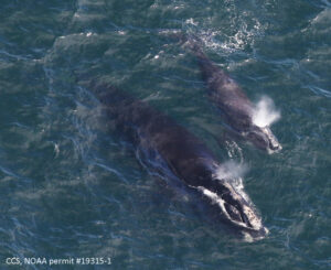 A baby right whale swims with its mother in Cape Cod Bay in 2019.