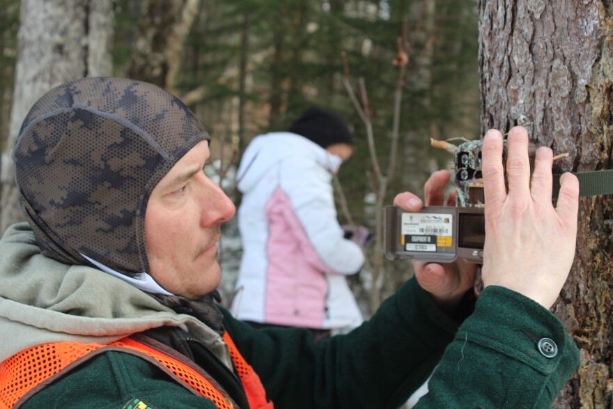 Wildlife specialist Tony Smith sets up a game camera on a tree in Victory. Across from the camera, the crew set up a snow stake with a turkey feather at the top, doused in skunk scent. The goal is to attract curious moose, so wildlife biologists can count them, see their physical health and what types of habitat they favor within this block of the Northeast Kingdom. The cameras will generate hundreds of thousands of images, and artificial intelligence will help the scientists sift through them to identify moose.