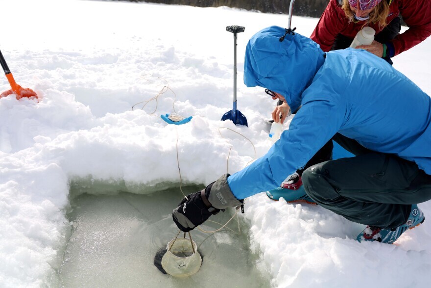 Rachel Hovel uses a net to gather a sample of zooplankton from Midway Pond.