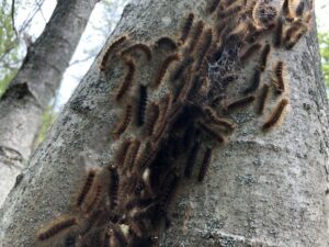 Spongy moth caterpillars convene on a tree trunk in the summer of 2021 in Monkton, Vermont.