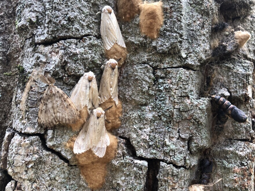 Female spongy moths lay spongy egg masses that overwinter and hatch as tiny tree-defoliating caterpillars in the springtime.