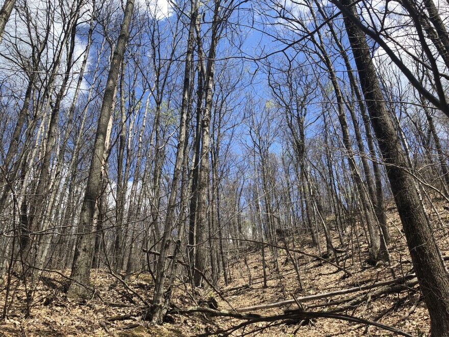 In June of 2021, this Monkton, Vermont hillside was completely defoliated by spongy moth caterpillars.