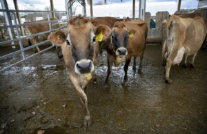 Inquisitive cows at Burley-Demeritt Organic Dairy Research Farm in New Hampshire.