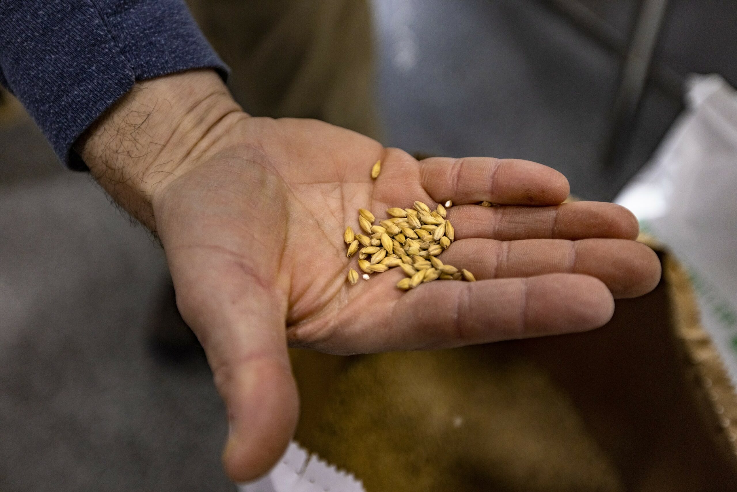 Matthew Steinberg, co-founder and brew master at Exhibit 'A' Brewing Company, holds a handful of wheat.