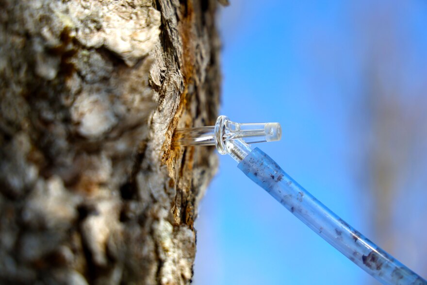 A tap at in a sugar maple on the property where Gray Jay Mapleworks operates.