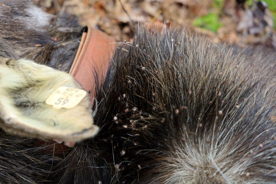 When Moose Number 59 was alive, up to 90,000 ticks could have been feeding on the moose.