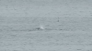 A GIF of the North Atlantic Right Whale was spotted off the coast of North Hampton on May 6, 2022.