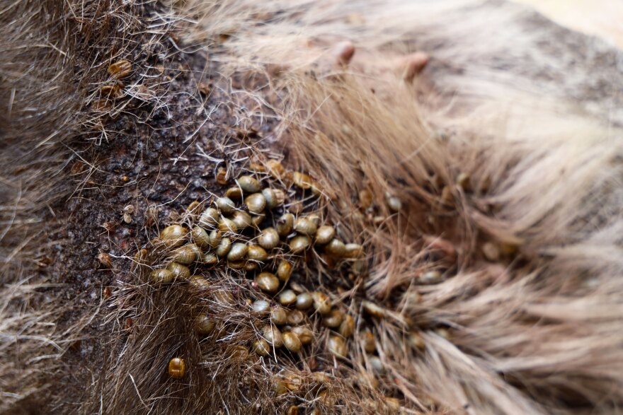 Scores of winter ticks are still attached to the dead moose, grotesquely engorged to the size of large raisins. Unlike deer and dog ticks, winter ticks hunt in packs. Their larvae gather in interlocking clumps on vegetation. And when one tick snags a passing moose or deer, hundreds or even a few thousand come along for the ride.