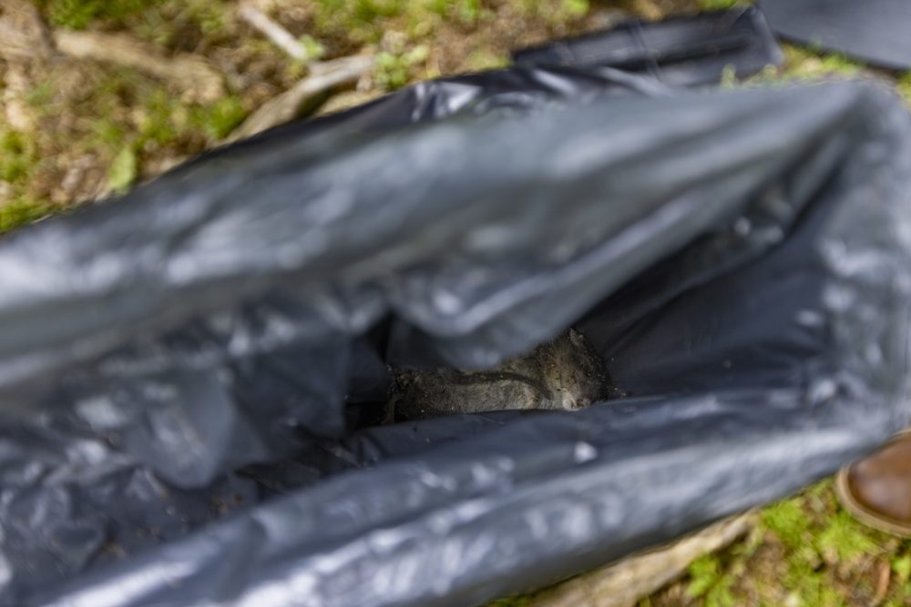 A captured and deceased rat in the bag of a SMART Box electronic rat trap set up along the bike path outside of Davis Square in Somerville, Mass.