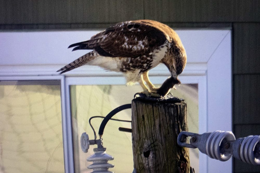 A Cooper's hawk eats a rat on top of a telephone pole in Somerville, Mass. 