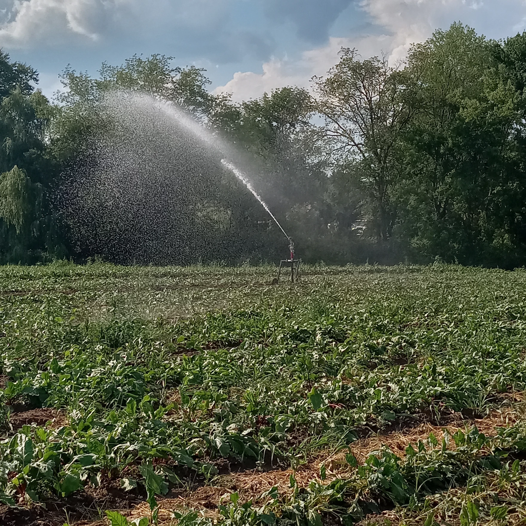 Field irrigation at Red Fire Farm in Granby, Massachusetts.