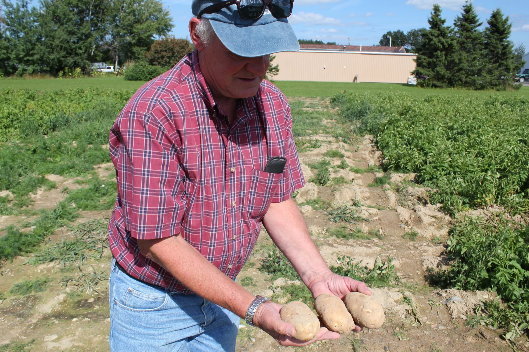 A man wearing a denim cap and a red plaid shirt with jeans is holding and showing off three potatoes in his hands.