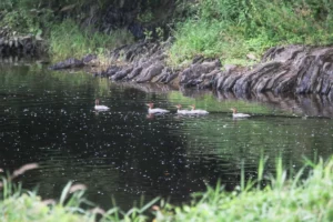 Common mergansers swimming on a section of the Meduxnekeag River that's been restored to a more natural state.