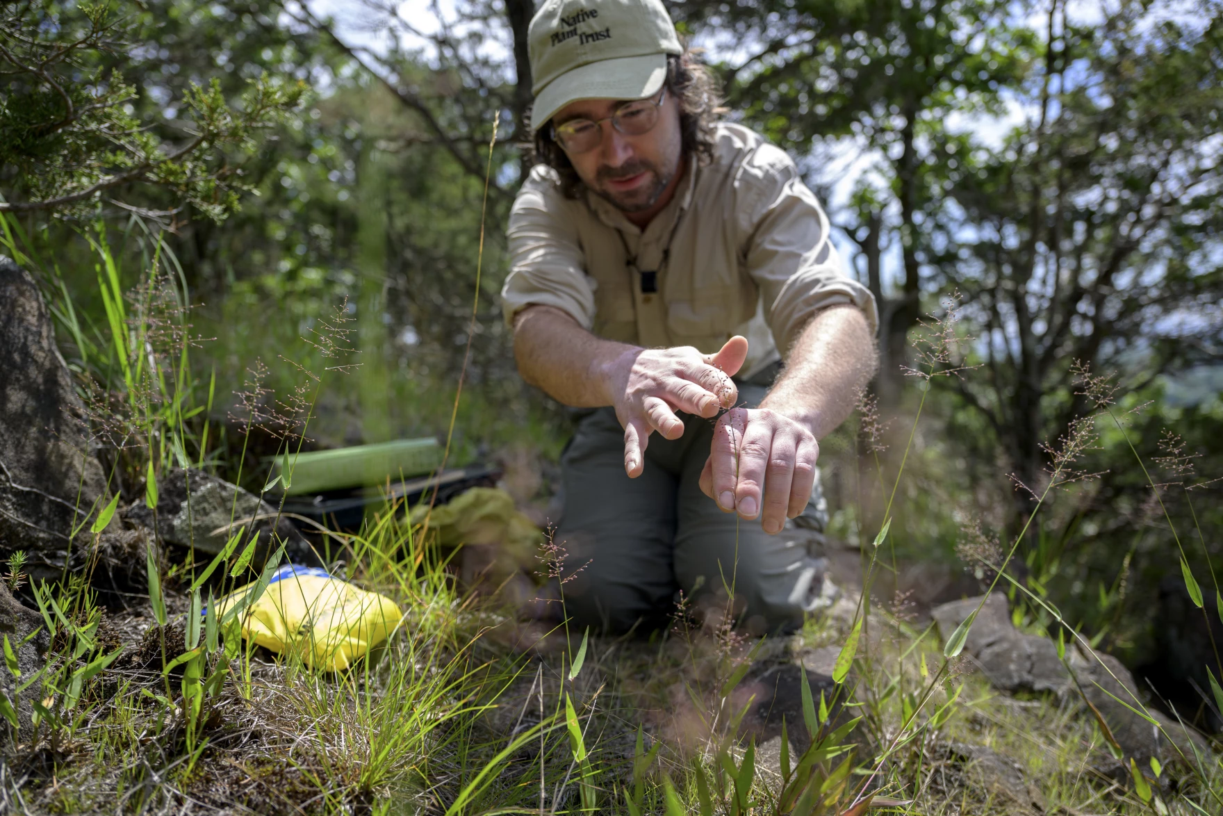 Michael Piantedosi, director of conservation at the Native Plant Trust, kneels on the ground and looks at grass plants while on the hunt for the hair cap muhly, a plant that is endangered in Connecticut. 