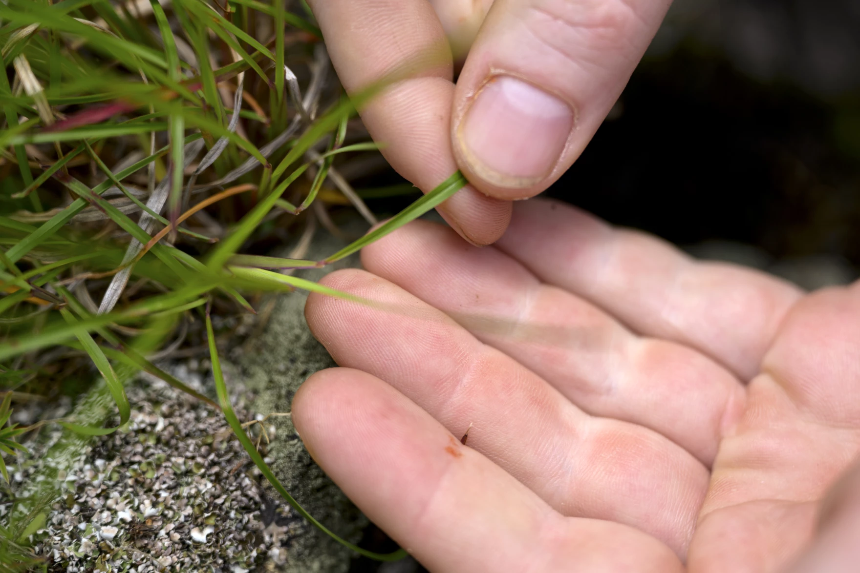 A close up of a man's hands thumbing through blades of grass in Southern Connecticut while looking for hair cap muhly.