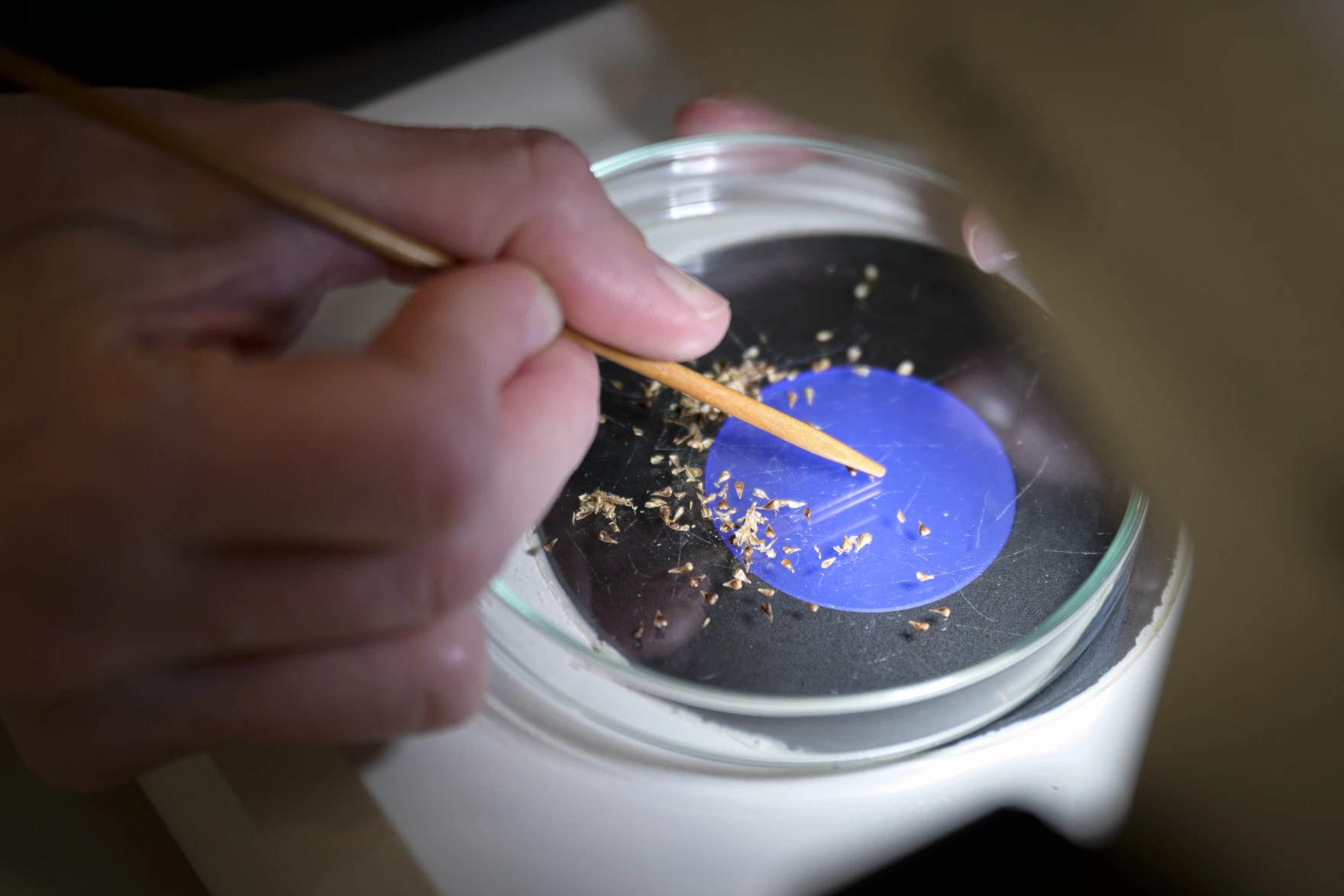 A closeup of an employee at Nasami Nursery in Whately, Massachusetts examines seeds under a microscope, removing seeds that aren’t going to germinate and cleaning off other plant material before they’re packaged and frozen.