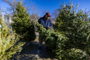 Dannie Kelly picks up a Christmas tree off the ground at his tree lot in Roxbury.