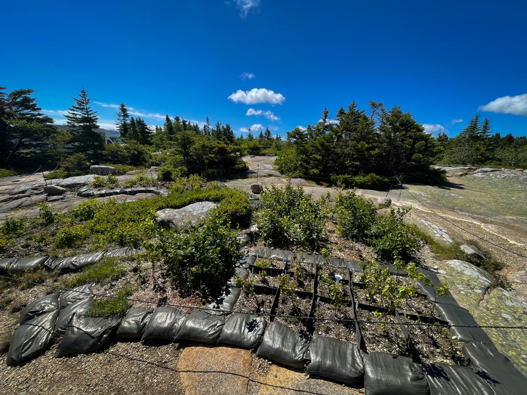 One of Chris Nadeau's test plots, at the summit of Cadillac Mountain. 