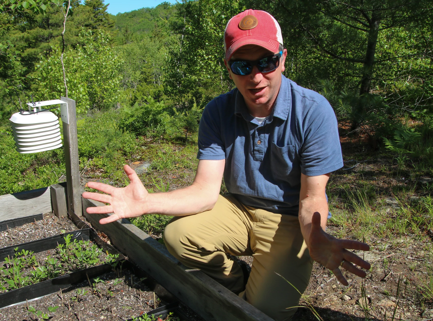 Chris Nadeau gathered specimens of three-toothed cinquefoil from all over New England, and is testing them in several plots on Cadillac Mountain to see if any have adaptive advantages. 