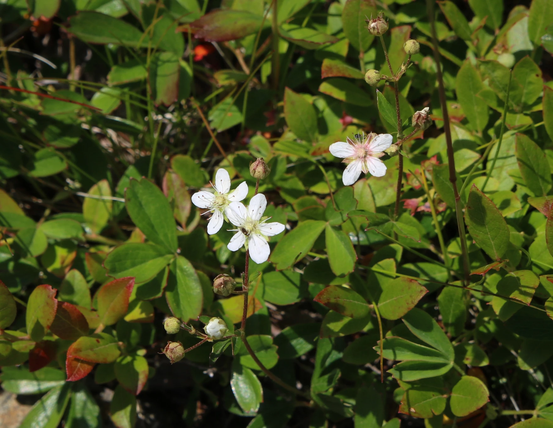 Three-toothed cinquefoil, a low-growing flower that thrives on Cadillac and other New England mountains, may be sensitive to a warming climate.