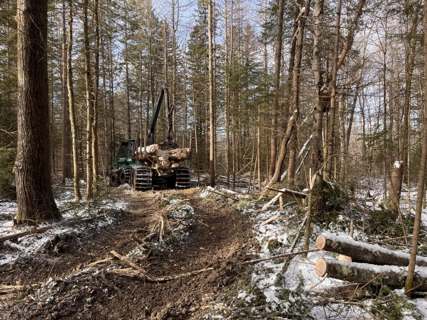 Brian Lafoe's forwarder picks up logs along a path in East Burke, Vermont. The machine has left shallow ruts in the ground, which is typically not an issue in winters with more snow.