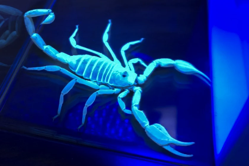 A giant sand scorpion fluoresces under ultraviolet light.