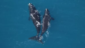 A 9-year-old female right whale (left) and a smaller right whale spotted earlier this month off the coast of Jekyll Island.