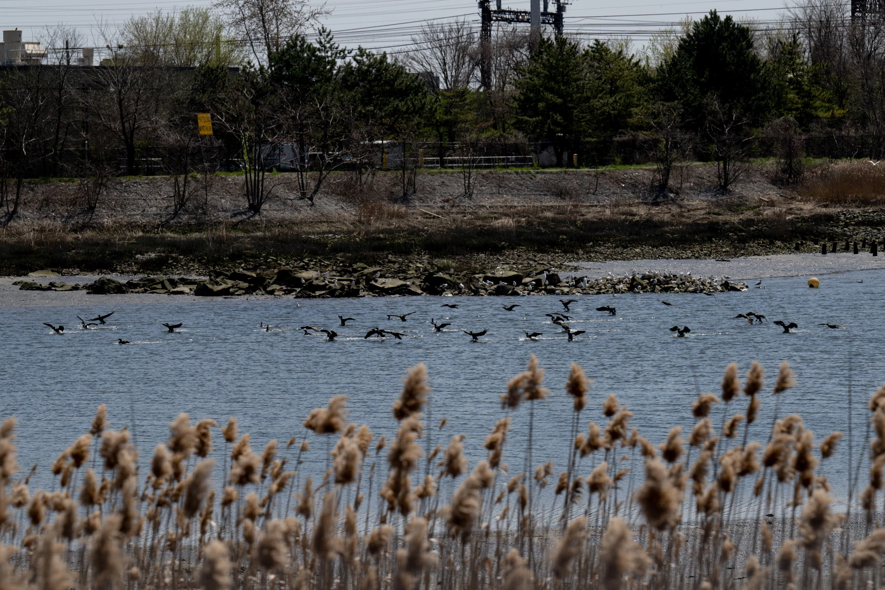 Salt marshes behind the the Maritime Aquarium in Norwalk, Conn.