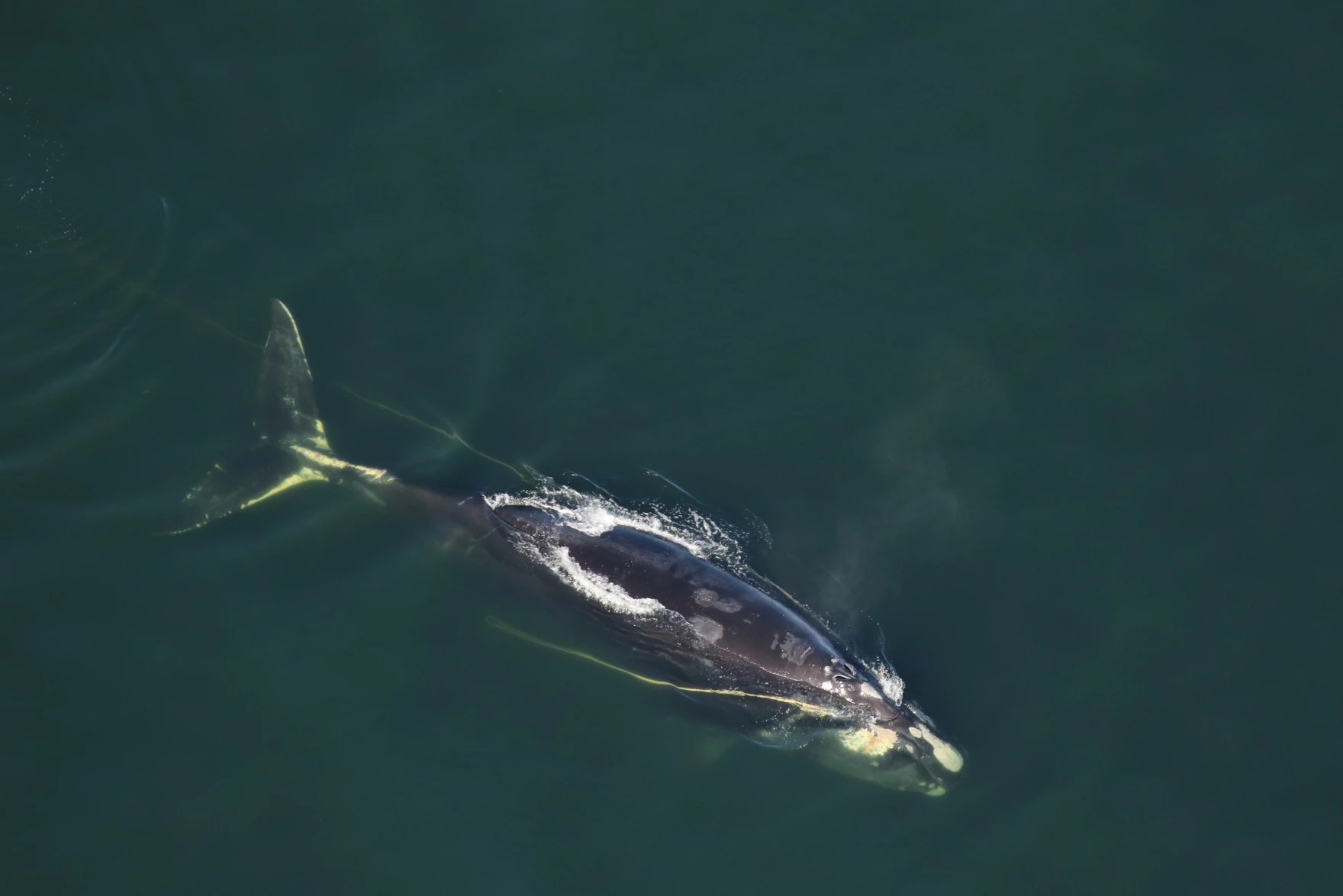 A 15-year-old North Atlantic right whale named Nimbus was spotted off the Georgia coast on Jan. 20, 2023 with 375 feet of fishing line entangled in his mouth and dragging behind his flukes.