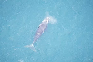 The New England Aquarium's aerial survey team took this photo of Nimbus on March 10, 2023 from the window of a small plane.