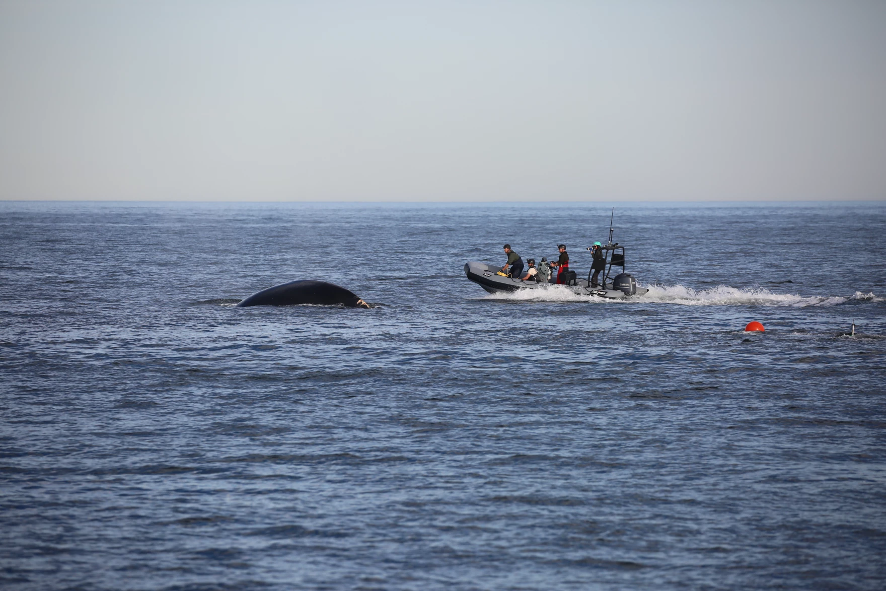 The Georgia Department of Natural Resources led a disentanglement response for Nimbus, a right whale that was spotted entangled in some 375 feet of fishing line off the Georgia coast on Jan. 20, 2023.