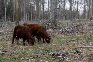 Cows graze in a silvopasture area on April 19, 2023, on Wild Harmony Farm in Exeter, R.I.