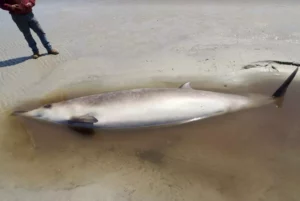 A rarely seen Sowerby's beaked whale beached itself in Gloucester last week.