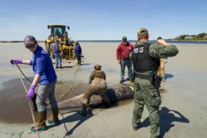 Marine mammal responders from across the region participated in the mission.