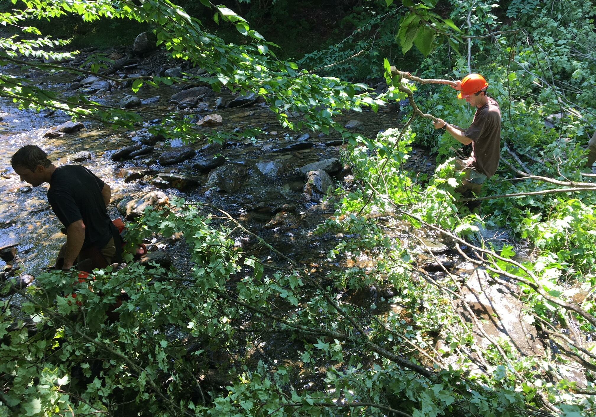 To improve habitat on Calavale Brook, first you have to drop some trees in the stream. Photo by John Dillon for VPR