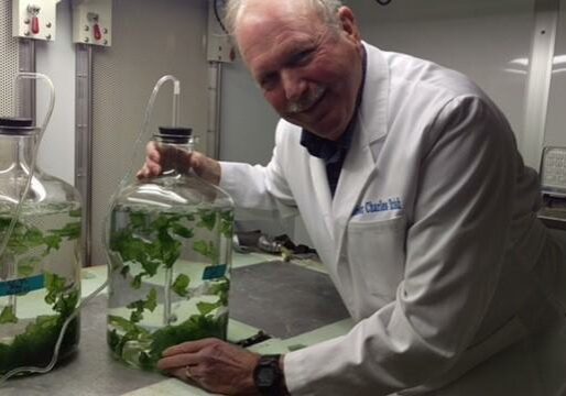 UConn Professor Charles Yarish poses with two jugs of seaweed at the Marine Biotechnology Lab at the UConn-Stamford campus. Yarish is at the forefront of seaweed R&D, helping to develop new technologies to convert the algae into fuel. Photo by Charlotte Weber for WSHU